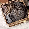 basket, blanket, cat, cozy, curled_up, ear, floor, fur, head, home, indoor, pet, resting, sleeping, small_space, tabby_cat, tail, texture, tile_floor, woven