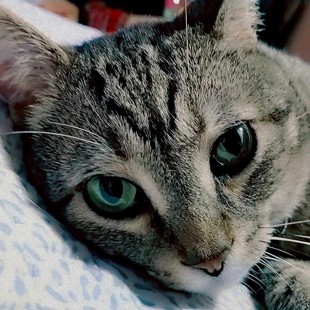 Manz is registered to the contest to win money with this photo: bedding, cat, close_up, cozy, domestic_animal, ear, face, feline, fur, green_eyes, indoor, lying_down, macro, nose, pattern, pet, portrait, resting, tabby, whiskers