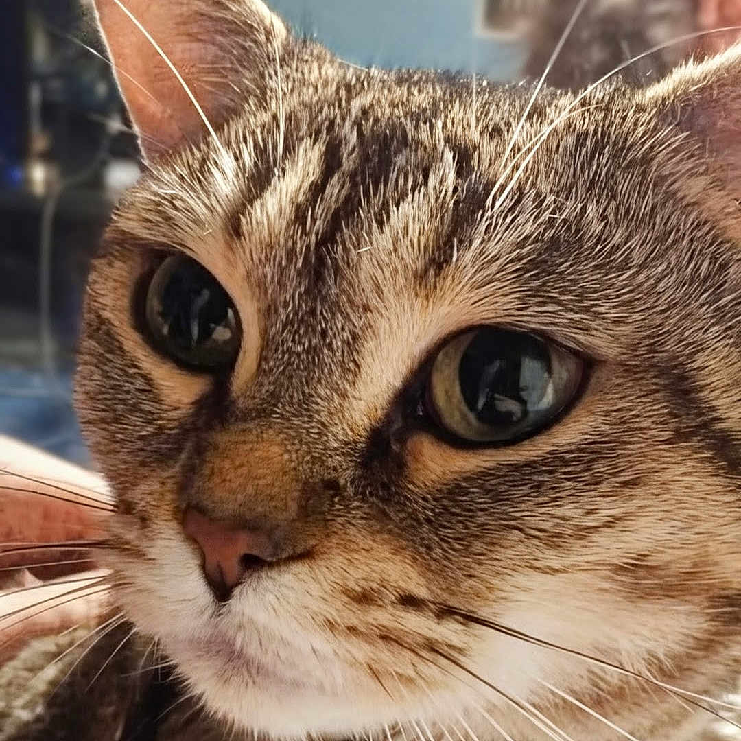 Tailz is registered to the contest to win money with this photo: cat, close_up, collar, cute, domestic_cat, ear, eyes, face, fur, fur_texture, indoor, macro, muzzle, nose, pet, portrait, reflection, tabby, whisker_detail, whiskers