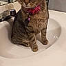 Tailz joined the competition — help win amazing prizes! bathroom, bottle, cat, collar, countertop, cute, domestic_cat, faucet, indoors, looking_at_camera, mirror, pet_tag, pink_bow, portrait, reflection, sink, sitting, tabby_cat, tiles, whiskers