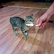 Tailz joined the competition — help win amazing prizes! cat, domestic_animal, ears, eyes, floor, furniture, hand, hardwood_floor, human_hand, indoor, kitten, licking, pet, popsicle, standing, tabby, texture, treat, whiskers, wooden_floor