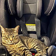 Chester joined the competition — help win amazing prizes! cat, tabby_cat, car_seat, pet, animal, striped_fur, relaxed, indoor, feline, seat_belt, resting, cute, domestic_cat, comfortable, leisure, fur_pattern, collar, paw, tail, head