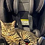 cat, tabby_cat, car_seat, pet, animal, striped_fur, relaxed, indoor, feline, seat_belt, resting, cute, domestic_cat, comfortable, leisure, fur_pattern, collar, paw, tail, head