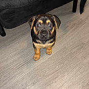 Grizzly Bear is registered to the contest to win money with this photo: puppy, dog, pet, floor, wooden_floor, indoor, black_couch, animal, young_dog, cute, small, fur, looking_up, ears, legs, canine, domestic_animal, companion, adorable, alert