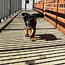 Grizzly Bear joined the competition — help win amazing prizes! puppy, dog, walking, porch, shadows, brick_wall, sunlight, outdoor, pet, happy, animal, playful, concrete_floor, railing, daylight, black_and_tan, young_dog, fence, air_conditioner, shadow_pattern