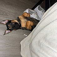 Grizzly Bear joined the competition — help win amazing prizes! puppy, dog, german_shepherd, playing, floor, wooden_floor, white_sneakers, blanket, ears, paws, curious, pet, indoor, young_dog, lying_down, cute, animal, domestic_animal, small_dog, cozy