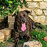 Octavia a rejoint le concours — aidez-le/la à gagner de superbes lots ! animal, brindle, bush, deflated_ball, dog, grass, green_leaves, happy, nature, outdoor, panting, pet, playful, resting, soccer_ball, stone_wall, summer, sunlight, tongue_out, yard