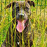 Octavia a rejoint le concours — aidez-le/la à gagner de superbes lots ! animal, brown, canine, collar, dog, ears, eyes, fence, grass, greenery, happy, nature, outdoor, pet, playful, portrait, sitting, summer, tongue, wild_grass