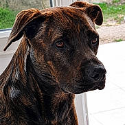 Octavia a rejoint le concours — aidez-le/la à gagner de superbes lots ! animal, black, brindle, brown, calm, canine, dog, ears, floor_tiles, fur, garden, glass_door, indoor, looking_outside, pet, portrait, snout, stone_wall, white_spot, window