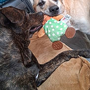 Octavia a rejoint le concours — aidez-le/la à gagner de superbes lots ! dog, toy, indoor, brindle, tan_dog, plush_toy, tug_of_war, pet, animal, playing, brown_blanket, floor, household, close_up, snout, ears, fur, paw, friendly, interaction