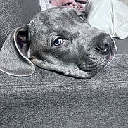 Meyvis participe au concours pour gagner de l'argent avec cette photo : dog, puppy, canine, sofa, couch, head_resting, sleepy, closeup, portrait, floppy_ear, snout, nose, eye, blue_eye, whiskers, fabric, blanket, pillow, indoor, relaxed