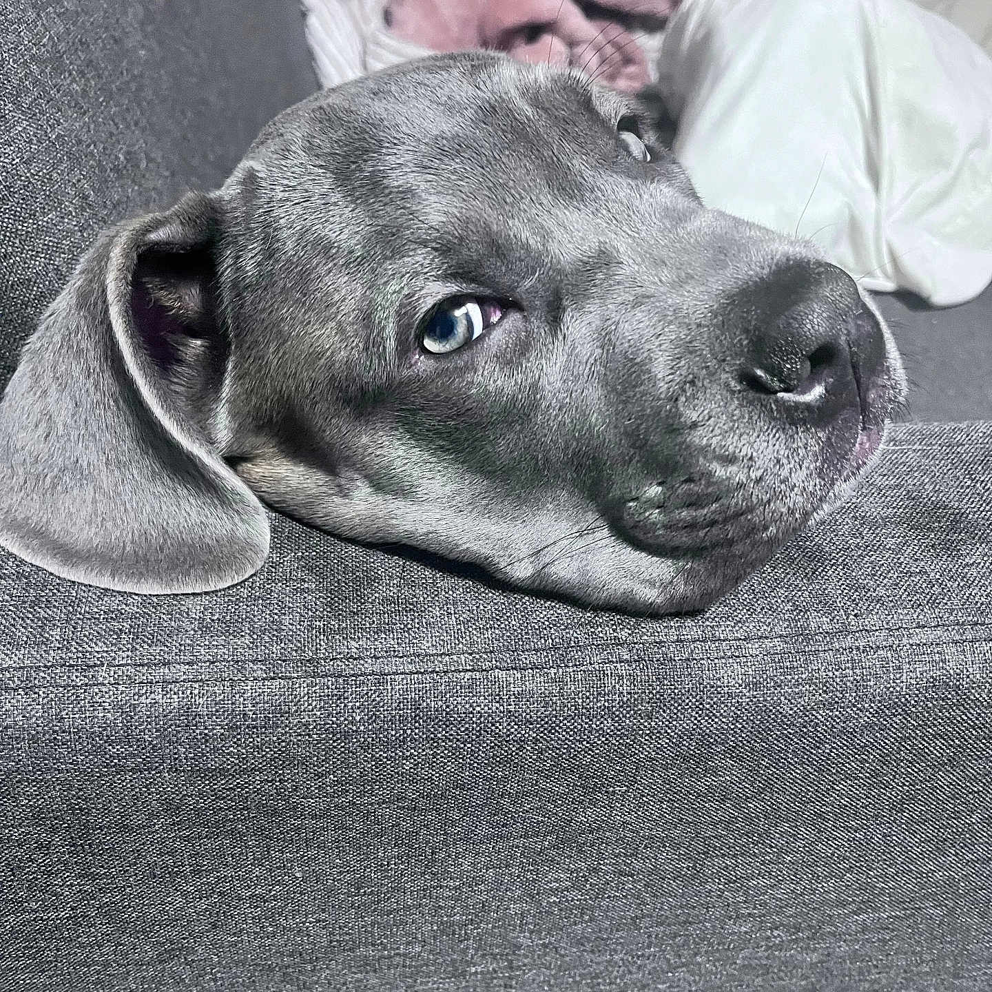 Meyvis participe au concours pour gagner de l'argent avec cette photo : blanket, blue_eye, canine, closeup, couch, dog, eye, fabric, floppy_ear, head_resting, indoor, nose, pillow, portrait, puppy, relaxed, sleepy, snout, sofa, whiskers