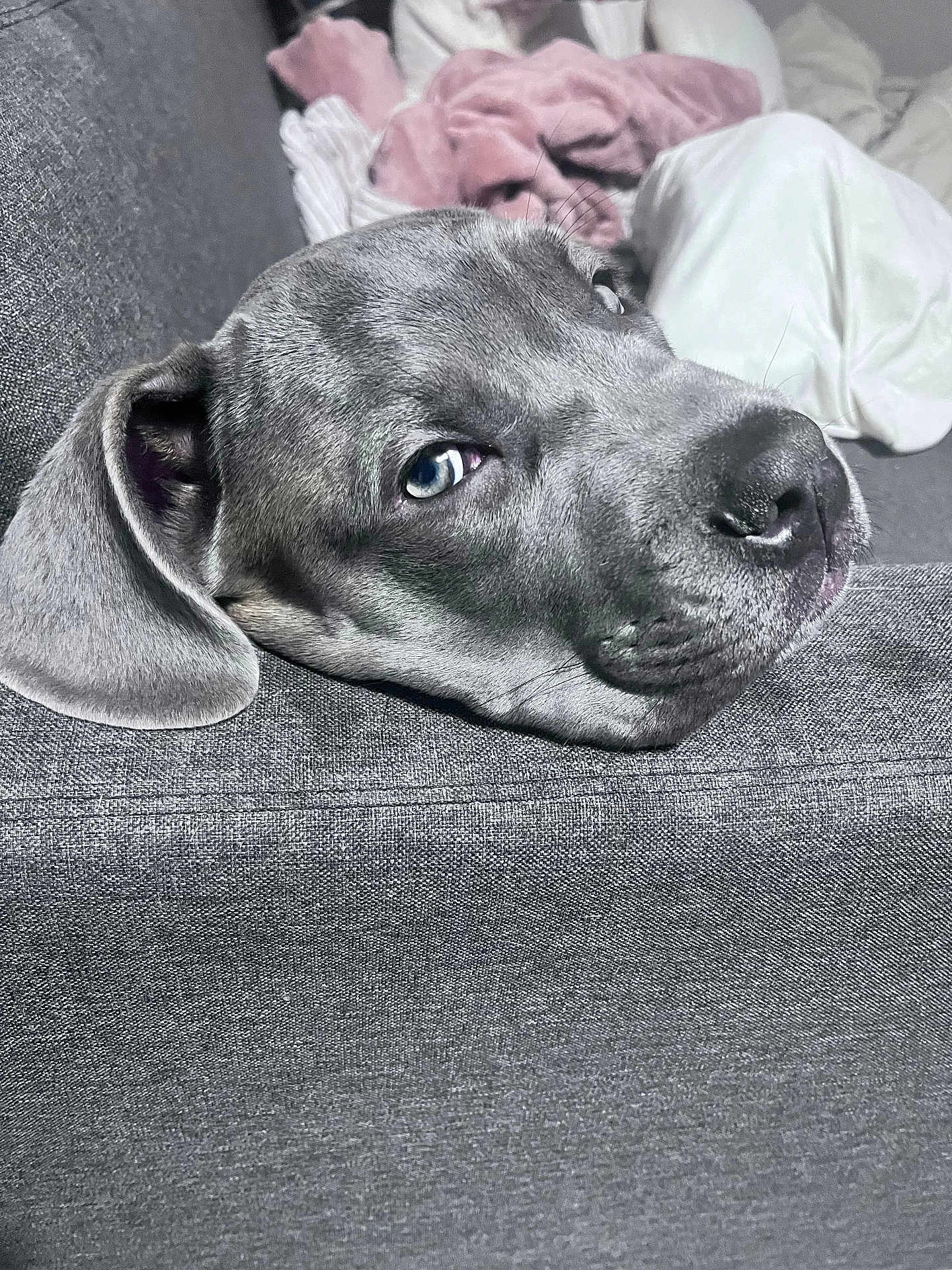 Meyvis participe au concours pour gagner de l'argent avec cette photo : dog, puppy, canine, sofa, couch, head_resting, sleepy, closeup, portrait, floppy_ear, snout, nose, eye, blue_eye, whiskers, fabric, blanket, pillow, indoor, relaxed