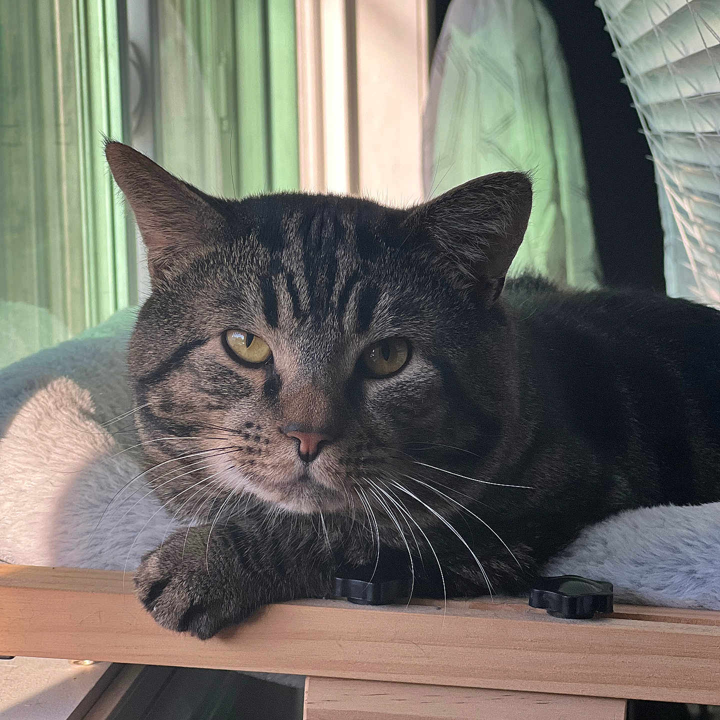 Camilo