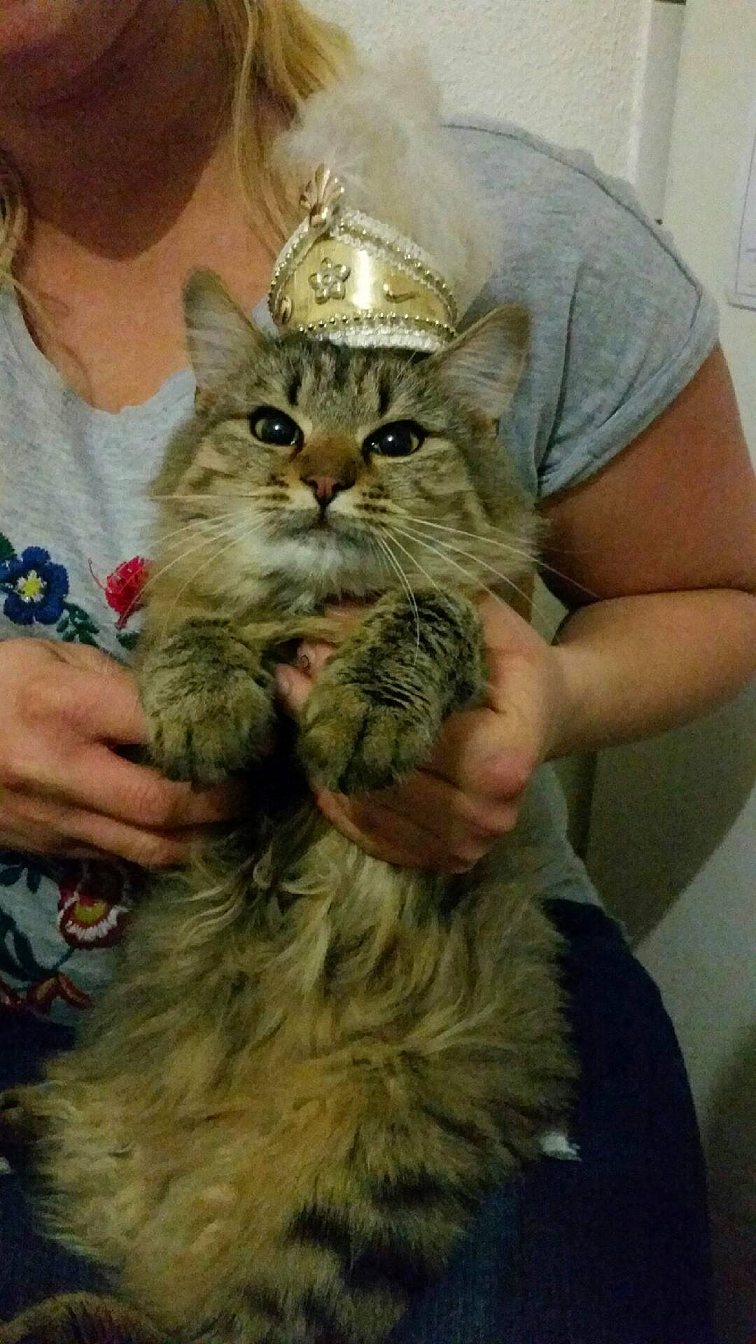 Princesse participe au concours pour gagner de l'argent avec cette photo : carnivore, cat, clothing, domestic_short_haired_cat, fawn, felidae, fur, gesture, grass, hat, hug, pattern, sleeve, small_to_medium_sized_cats, snout, t_shirt, terrestrial_animal, whiskers, wildlife, wildlife_biologist