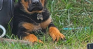 Choco joined the competition — help win amazing prizes! animal, black, canine, collar, curious, cute, dog, ears, grass, greenery, lawn, nature, outdoor, pet, portrait, puppy, resting, rottweiler, tan, young