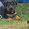 animal, black, canine, collar, curious, cute, dog, ears, grass, greenery, lawn, nature, outdoor, pet, portrait, puppy, resting, rottweiler, tan, young
