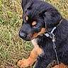 puppy, rottweiler, dog, grass, outdoor, leash, collar, black, tan, fur, cute, pet, animal, canine, young, nature, closeup, portrait, walking, curious