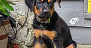 Choco joined the competition — help win amazing prizes! puppy, dog, black_and_tan, sitting, plant, potted_plant, leaf, concrete, wall, yellow_trim, outdoor, young_dog, collar, tag, pet, fur, ears, cute, animal, nature
