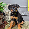 puppy, dog, black_and_tan, sitting, plant, potted_plant, leaf, concrete, wall, yellow_trim, outdoor, young_dog, collar, tag, pet, fur, ears, cute, animal, nature