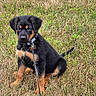 Choco is registered to the contest to win money with this photo: puppy, rottweiler, dog, grass, leash, collar, outdoor, pet, young, sitting, animal, canine, cute, fur, black, brown, nature, summer, alert, adorable