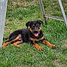 Choco is registered to the contest to win money with this photo: animal, black_and_tan, canine, cute, daylight, dog, grass, grass_field, happy, metal_ladder, nature, outdoor, pet, playful, puppy, resting, summer, tongue, tongue_out, young_dog