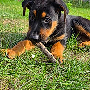 Choco is registered to the contest to win money with this photo: animal, black_and_tan, canine, chewing, dog, ears, eyes, fur, grass, nature, outdoor, paws, pet, playful, puppy, snout, stick, summer, yard, young