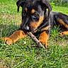 animal, black_and_tan, canine, chewing, dog, ears, eyes, fur, grass, nature, outdoor, paws, pet, playful, puppy, snout, stick, summer, yard, young