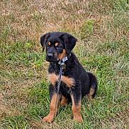 Choco joined the competition — help win amazing prizes! puppy, rottweiler, dog, leash, grass, outdoor, canine, pet, animal, sitting, young, black_and_tan, collar, nature, field, cute, fur, domestic_animal, alert, portrait