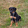 puppy, rottweiler, dog, leash, grass, outdoor, canine, pet, animal, sitting, young, black_and_tan, collar, nature, field, cute, fur, domestic_animal, alert, portrait
