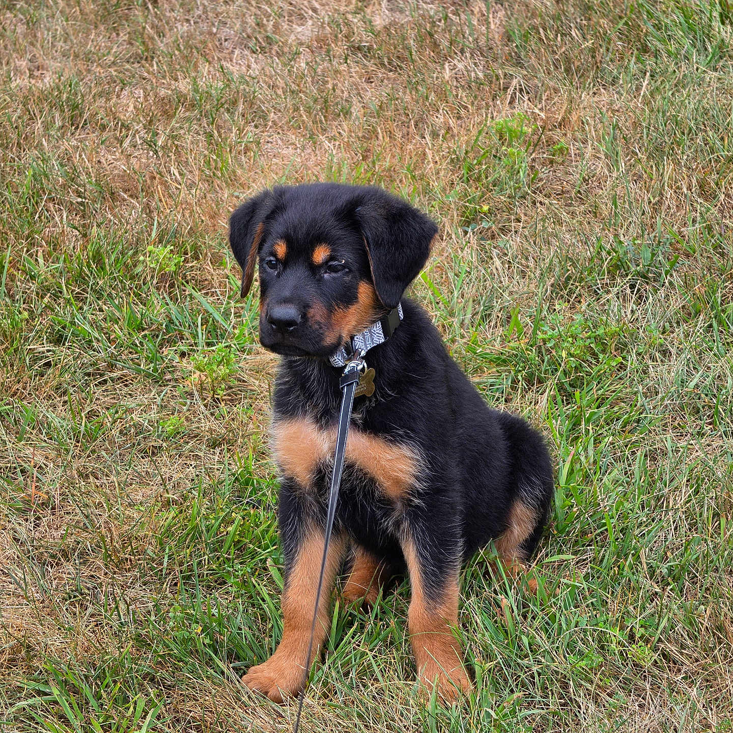 Choco joined the competition — help win amazing prizes! puppy, rottweiler, dog, leash, grass, outdoor, canine, pet, animal, sitting, young, black_and_tan, collar, nature, field, cute, fur, domestic_animal, alert, portrait
