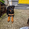 Choco joined the competition — help win amazing prizes! puppy, rottweiler, dog, concrete, yellow_door, gray_wall, potted_plant, leaves, outdoor, pet, collar, curious, young_dog, resting, floor, sidewalk, cord, animal, closeup, daylight
