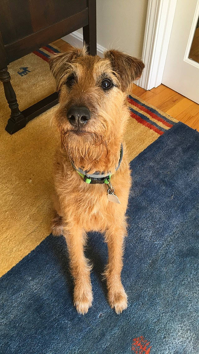 Samoset joined the competition — help win amazing prizes! canidae, carnivore, companion_dog, dog, dog_breed, dutch_smoushond, fawn, glen_of_imaal_terrier, irish_soft_coated_wheaten_terrier, irish_terrier, lakeland_terrier, mammal, rare_breed_dog, small_terrier, snout, sporting_group, sporting_lucas_terrier, terrier, vertebrate, welsh_terrier