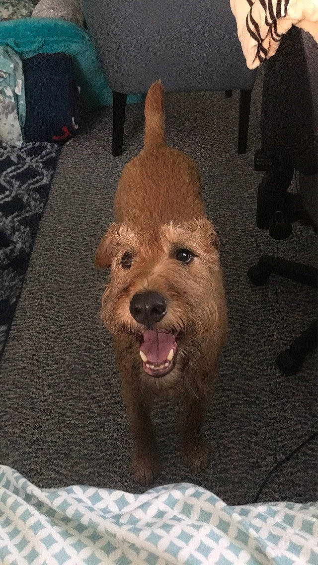 Samoset is registered to the contest to win money with this photo: australian_terrier, cairn_terrier, canidae, carnivore, companion_dog, dog, dog_breed, dutch_smoushond, glen_of_imaal_terrier, irish_terrier, mammal, norfolk_terrier, norwich_terrier, rare_breed_dog, small_terrier, snout, sporting_group, terrier, vertebrate