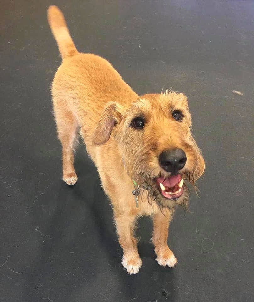 Samoset is registered to the contest to win money with this photo: basset_fauve_de_bretagne, canidae, carnivore, companion_dog, dog, dog_breed, fawn, irish_terrier, lakeland_terrier, mammal, rare_breed_dog, snout, terrier, vertebrate, working_terrier