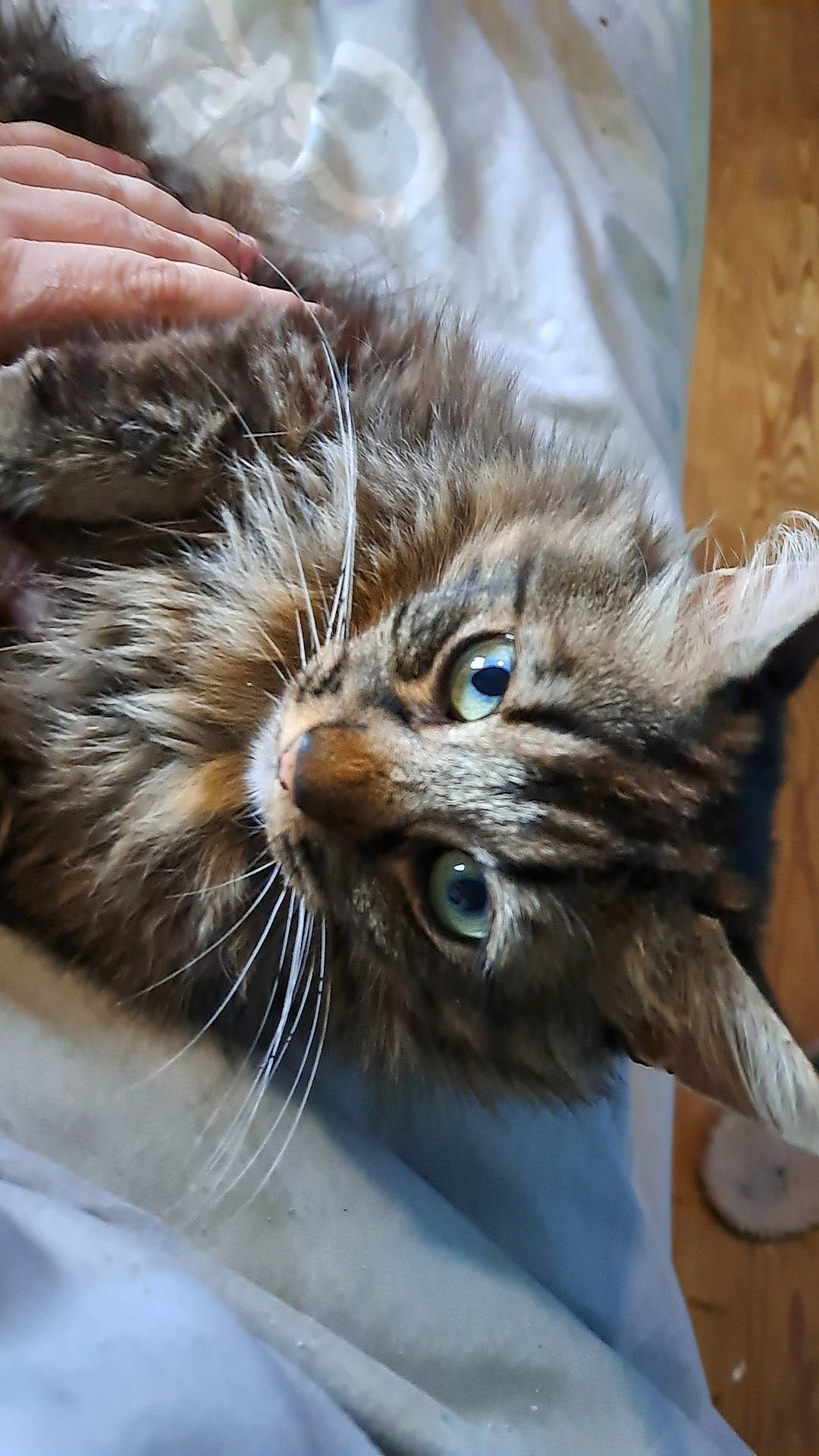 Charbon participe au concours pour gagner de l'argent avec cette photo : carnivore, cat, chair, claw, close_up, comfort, domestic_short_haired_cat, felidae, fur, small_to_medium_sized_cats, snout, terrestrial_animal, whiskers, wildlife