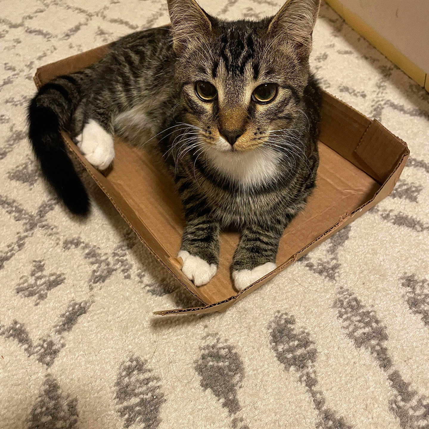 Kovu joined the competition — help win amazing prizes! abyssinian, animal, basket, box, cardboard, carton, cat, computer, electronics, furniture, hardwood, indoors, kitten, laptop, manx, pc, person, pet, stainedwood, wood