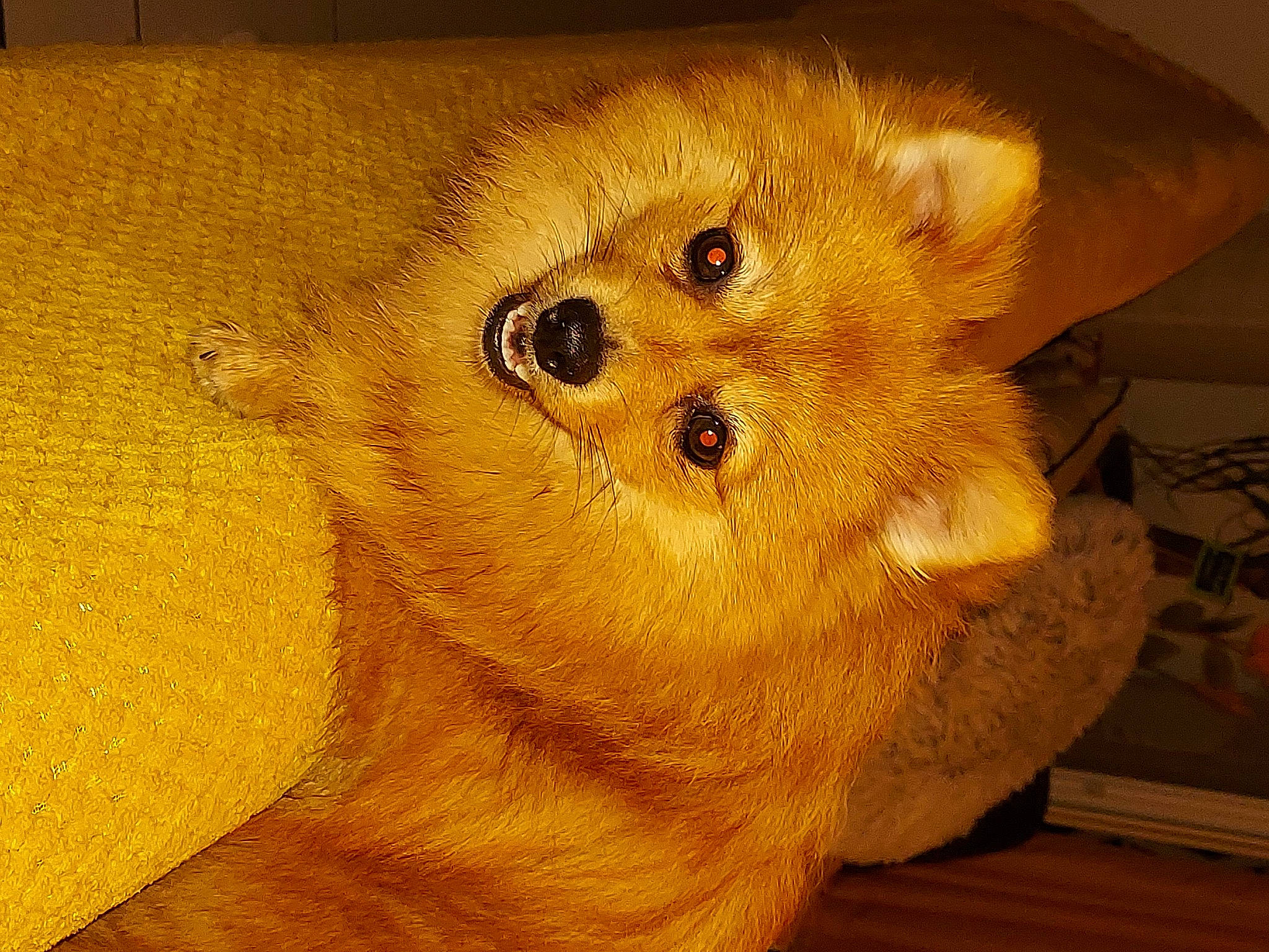 Rony Et Ryna a rejoint le concours — aidez-le/la à gagner de superbes lots ! canidae, carnivore, companion_dog, dog, dog_breed, fawn, finnish_spitz, non_sporting_group, pomeranian, snout, spitz, stuffed_toy, teddy_bear