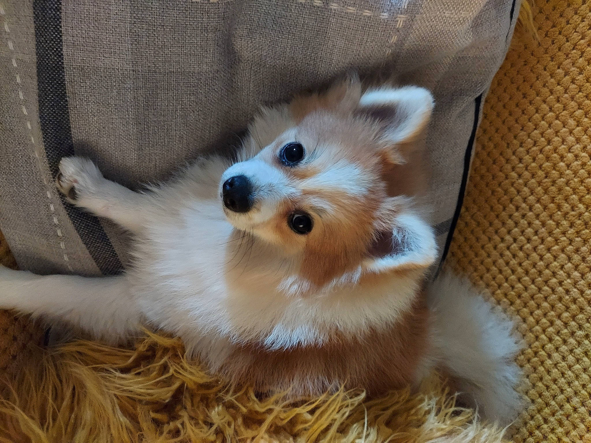 Rony Et Ryna a rejoint le concours — aidez-le/la à gagner de superbes lots ! canidae, carnivore, companion_dog, dog, dog_breed, fawn, mammal, pomeranian, portuguese_podengo, puppy, rare_breed_dog, sporting_group, vertebrate, whiskers