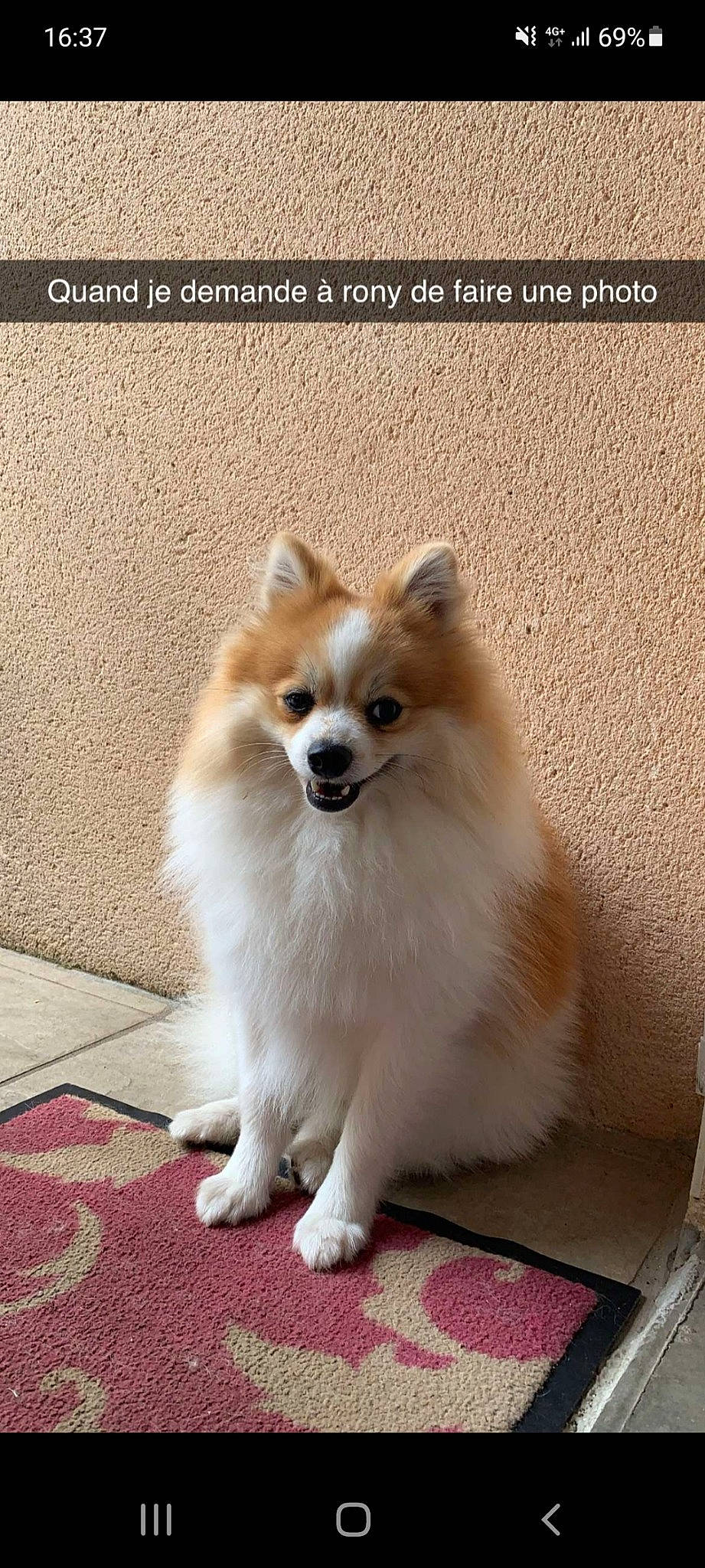 Rony participe au concours pour gagner de l'argent avec cette photo : ancient_dog_breeds, canidae, carnivore, companion_dog, dog, dog_breed, dog_supply, fawn, fur, german_spitz, german_spitz_klein, non_sporting_group, pomeranian, snout, spitz, sporting_group, toy_dog, volpino_italiano, whiskers