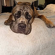 Leonidas joined the competition — help win amazing prizes! bed, bedroom, blanket, close_up, dog, droopy_eyes, furniture, headboard, indoor, large_dog, lying_down, mastiff, muzzle, nose, paw, pet, portrait, quilt, resting, sleeping