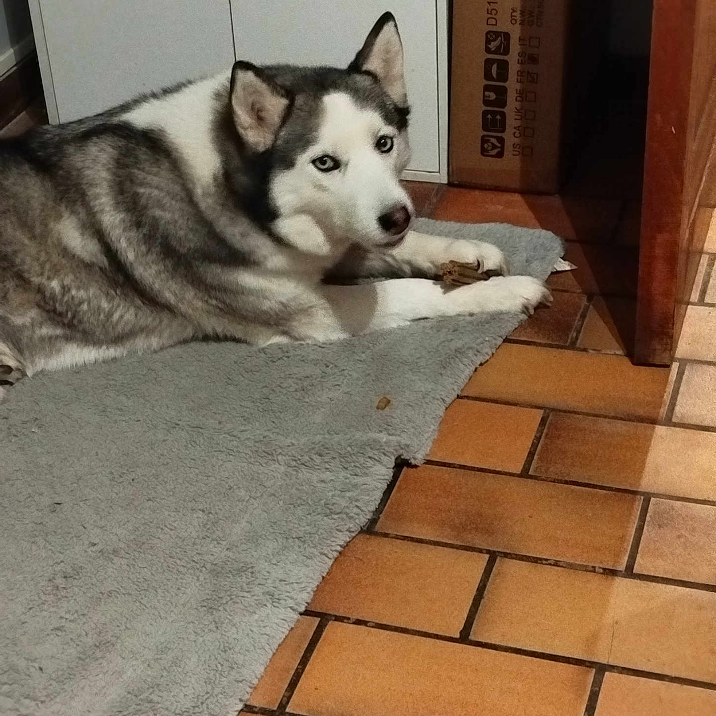 Neige a rejoint le concours — aidez-le/la à gagner de superbes lots ! animal, blue_eyes, books, box, canine, chewing, cozy, dog, domestic, floor, furniture, home, husky, indoor, laying_down, pet, rug, shelf, tiled_floor, treat