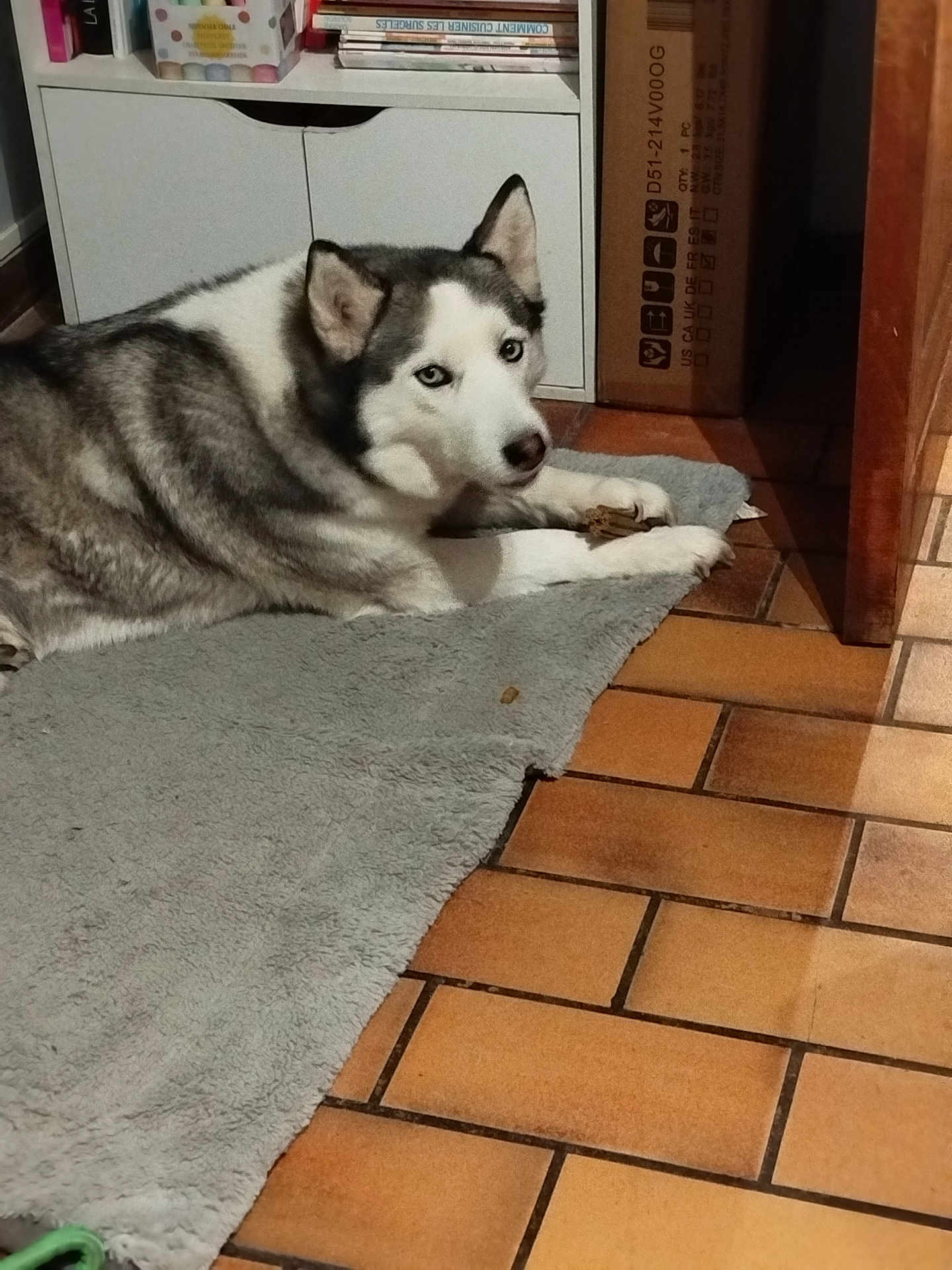 Neige a rejoint le concours — aidez-le/la à gagner de superbes lots ! dog, husky, indoor, rug, tiled_floor, blue_eyes, pet, animal, chewing, treat, furniture, box, shelf, books, floor, laying_down, domestic, canine, home, cozy