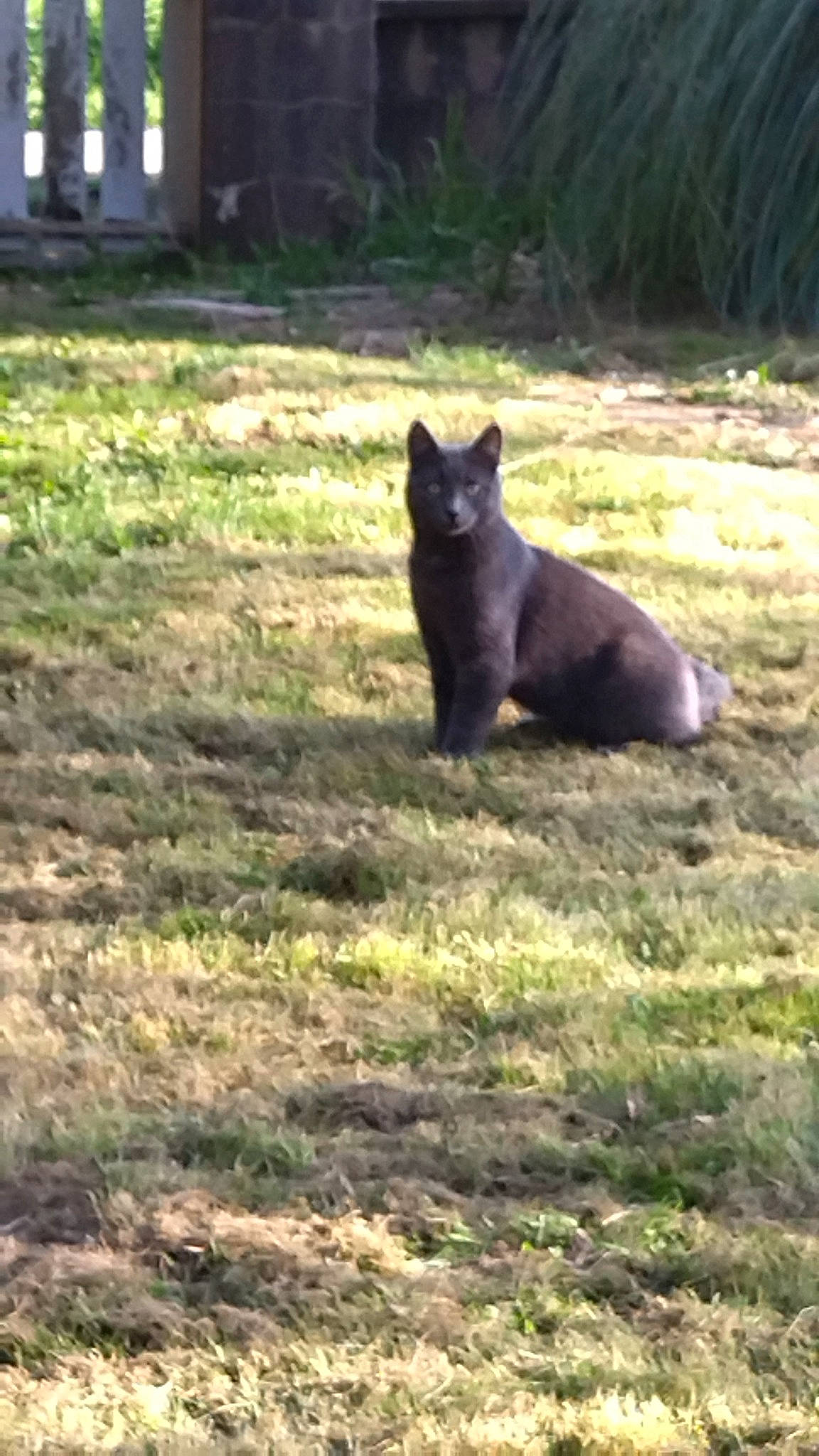 Smarties participe au concours pour gagner de l'argent avec cette photo : black_cat, carnivore, cat, dog_breed, felidae, grass, grassland, groundcover, landscape, natural_landscape, pasture, plant, small_to_medium_sized_cats, snout, tail, terrestrial_animal, tree, trunk, whiskers, wood