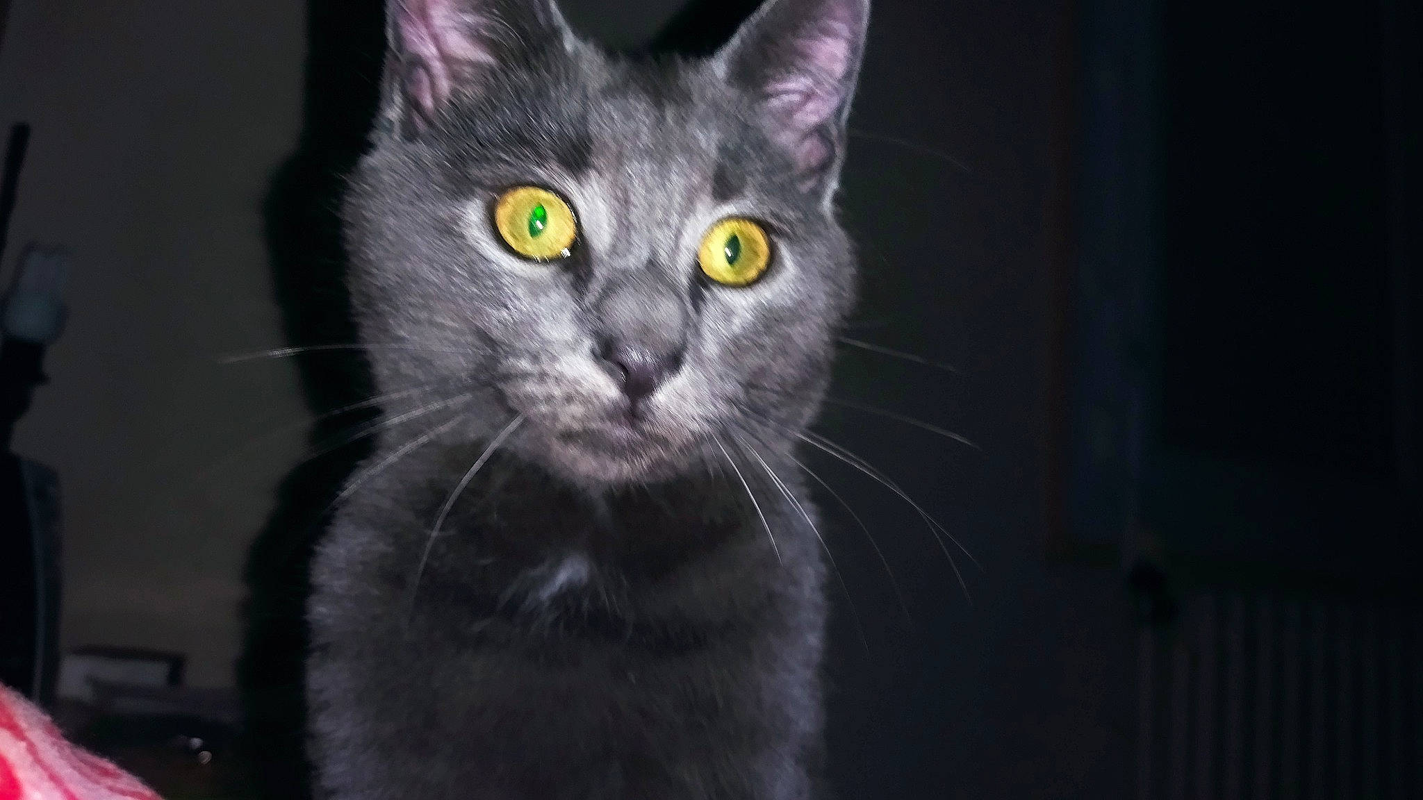 Smarties a rejoint le concours — aidez-le/la à gagner de superbes lots ! black_cat, carnivore, cat, close_up, darkness, domestic_short_haired_cat, ear, felidae, fur, grey, monochrome_photography, small_to_medium_sized_cats, snout, terrestrial_animal, whiskers