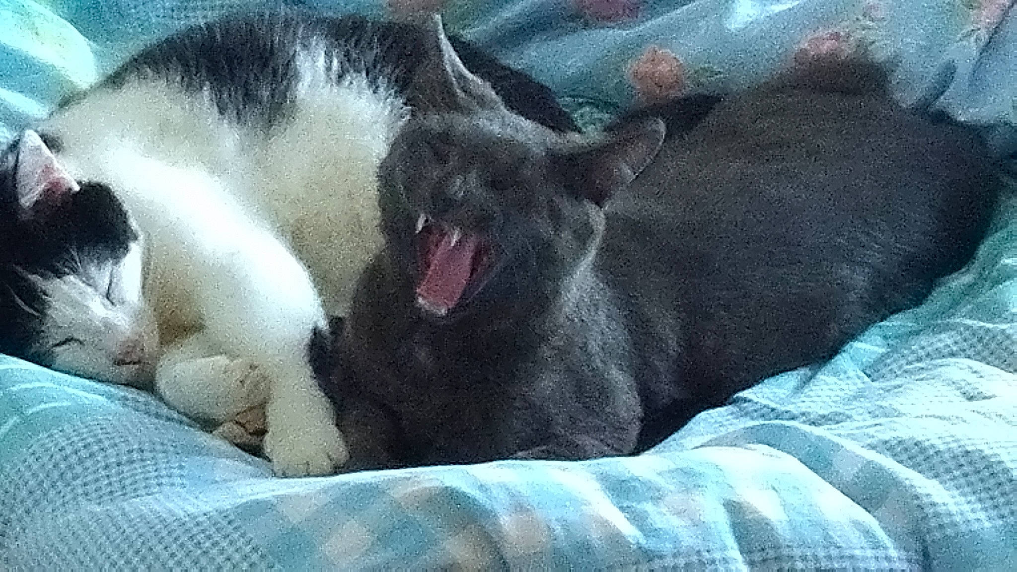 Smarties a rejoint le concours — aidez-le/la à gagner de superbes lots ! canidae, carnivore, comfort, companion_dog, dog, dog_breed, fang, felidae, fur, grey, jaw, nap, paw, small_to_medium_sized_cats, snout, sporting_group, terrestrial_animal, whiskers, working_animal, yawn