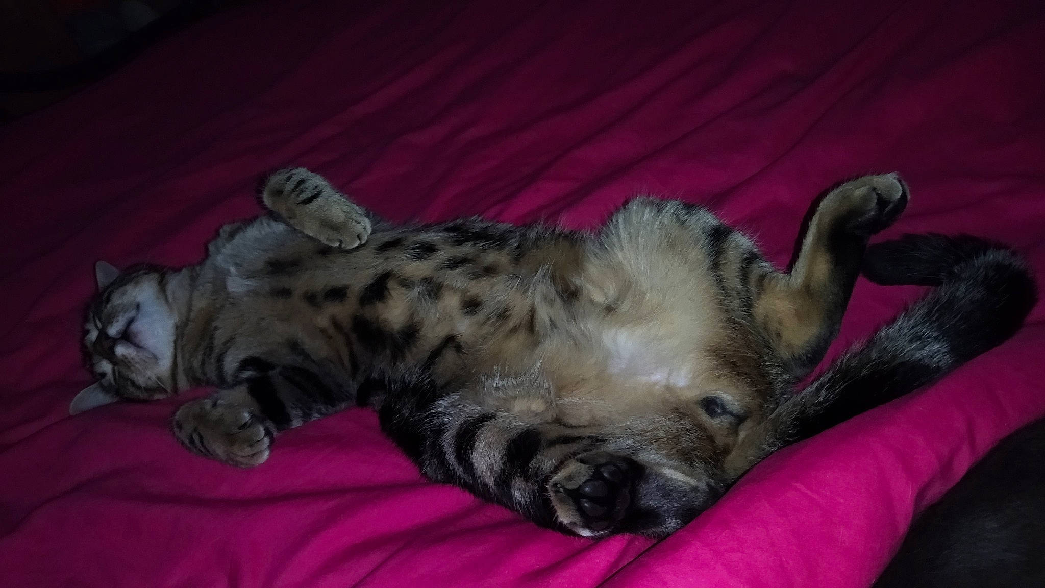 Saiko a rejoint le concours — aidez-le/la à gagner de superbes lots ! canidae, carnivore, comfort, companion_dog, dog_breed, fawn, felidae, fur, nap, paw, sleep, small_to_medium_sized_cats, snout, sporting_group, tail, terrestrial_animal, whiskers