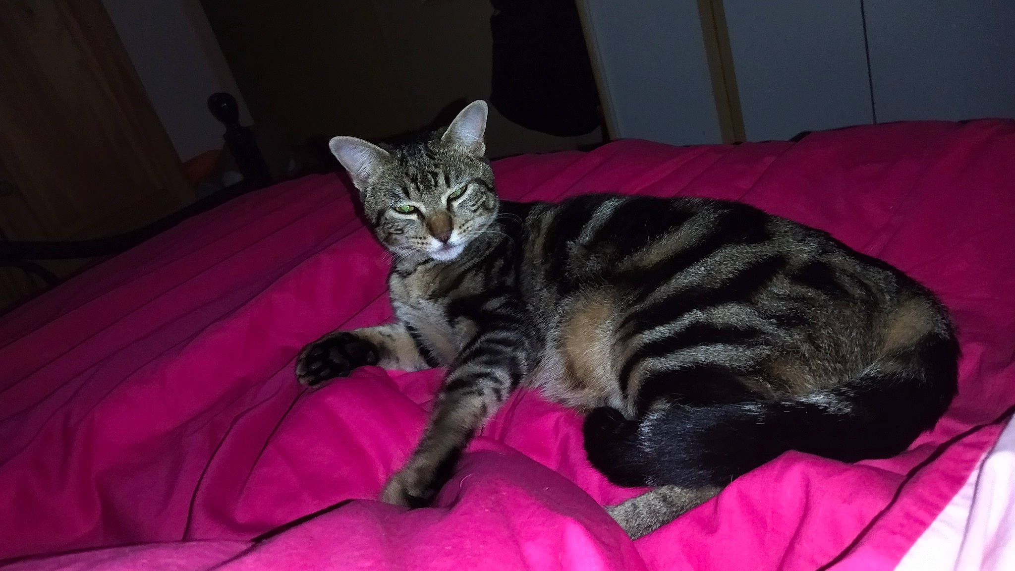 Saiko a rejoint le concours — aidez-le/la à gagner de superbes lots ! bed, carnivore, cat, claw, comfort, domestic_short_haired_cat, felidae, fur, linens, magenta, nap, paw, room, small_to_medium_sized_cats, snout, tail, terrestrial_animal, whiskers