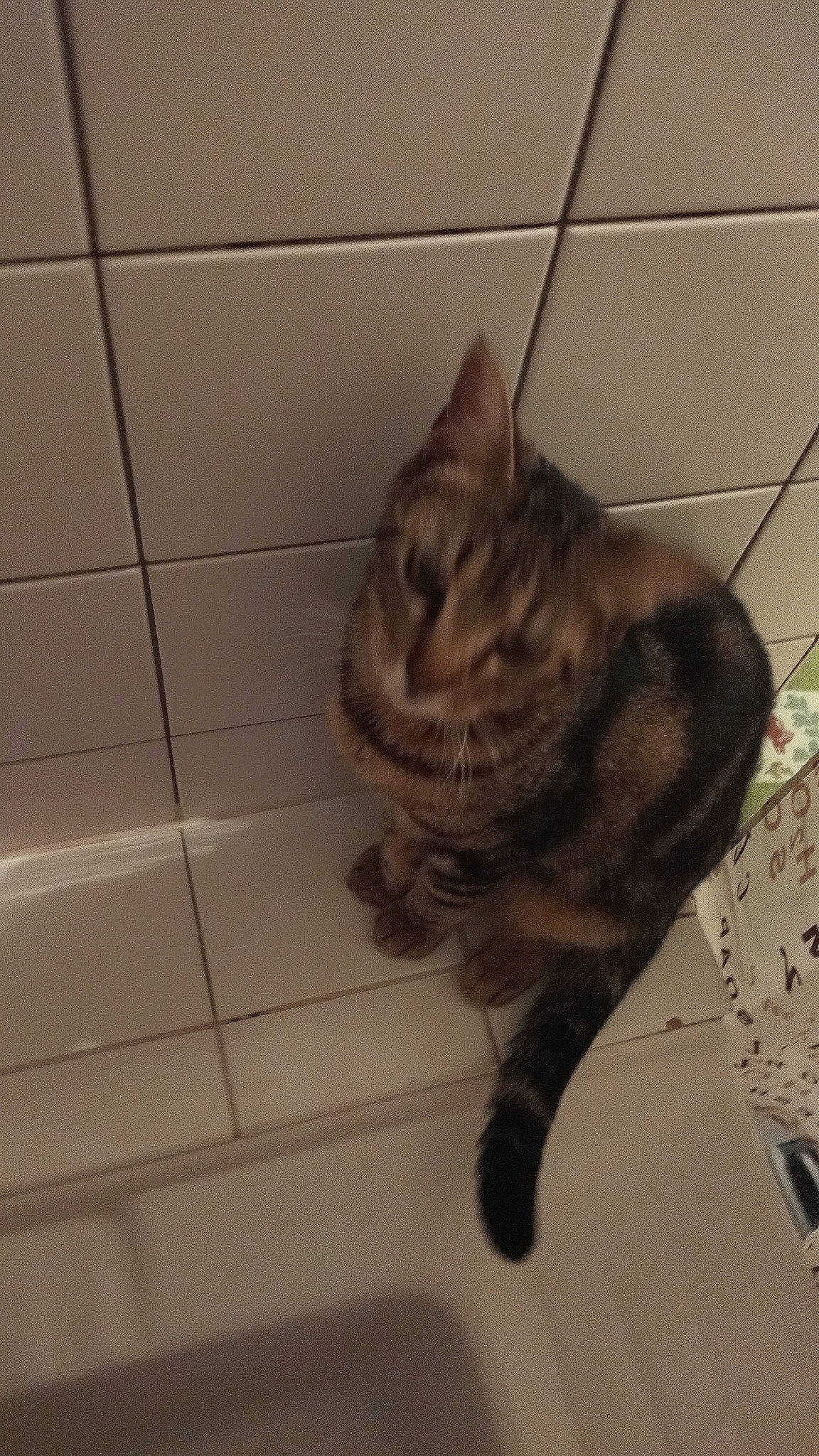 Saiko participe au concours pour gagner de l'argent avec cette photo : carnivore, cat, claw, dog_breed, domestic_short_haired_cat, fawn, felidae, floor, flooring, fur, hardwood, paw, small_to_medium_sized_cats, tail, terrestrial_animal, tile, tile_flooring, vertebrate, whiskers, wood