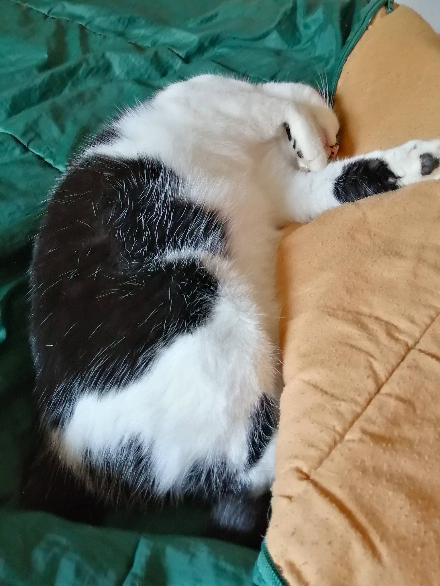 Trois Pattes participe au concours pour gagner de l'argent avec cette photo : carnivore, cat, cat_supply, comfort, companion_dog, dog_breed, domestic_short_haired_cat, fawn, felidae, fur, grass, human_leg, mammal, paw, small_to_medium_sized_cats, tail, terrestrial_animal, vertebrate, whiskers, wood